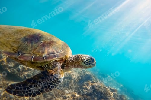 Preview: Green sea turtle