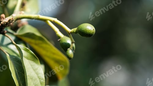 Preview: Closeup shot of avocados growing in the forest on the blurry background
