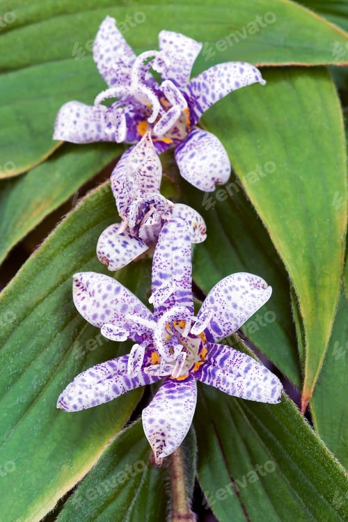 Vista previa: Toad Lily (Tricyrtis Hirta). Called Hairy Toad Lily Also. Synonym: Tricyrtis Japonica