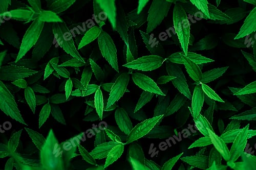 Preview: Top view of fresh green plant leaves lush foliage natural background.