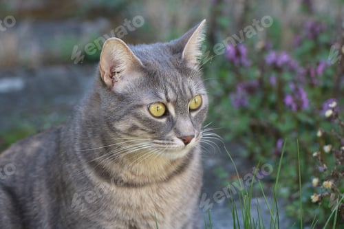Preview: Gray cat