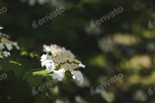 Preview: Flowering blossoming viburnum. Decorative shrub. Nature background