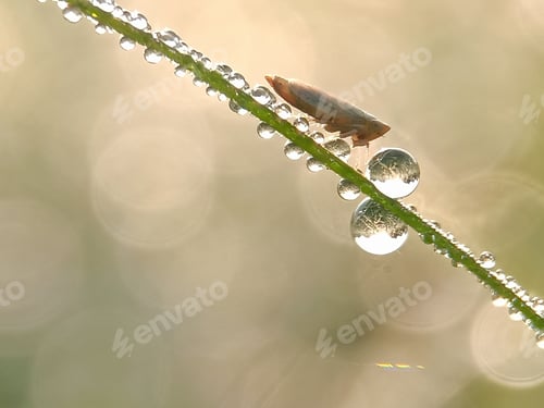 Preview: Insect