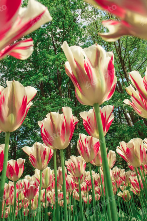 Preview: The Tulip Field In Netherlands Or Holland