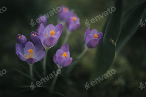 Preview: Closeup shot of blooming crocus flowers