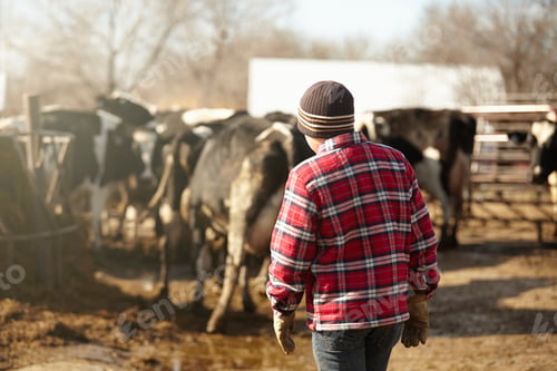 Preview: Rear view of boy herding cows in dairy farm yard