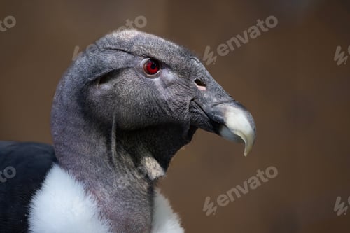 Preview: Closeup Portrait of an Andean Condor