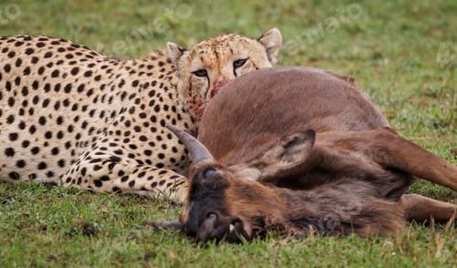 Preview: A Cheetah in Africa