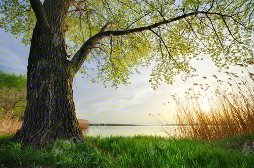 Preview: Spring nature