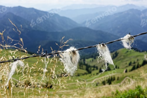 Preview: Barbed wire with wool in mountain landscape.