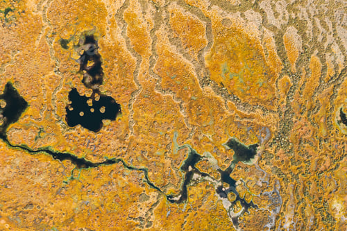 Preview: Miory District, Vitebsk Region, Belarus. The Yelnya Swamp. Upland And Transitional Bogs With
