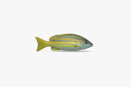 Preview: Blueline Snapper: Detailed Tropical Fish