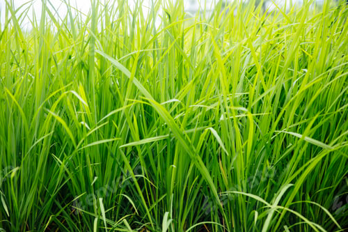 Preview: Paddy rice field in clear light day