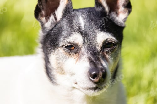 Preview: Adorable Toy Fox Terrier Dog relaxing on grass outside.