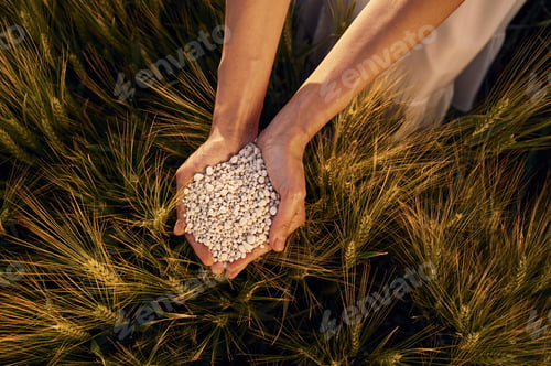 Preview: Many of the objects. Close up view of perlite in woman's hands that is on the agricultural field