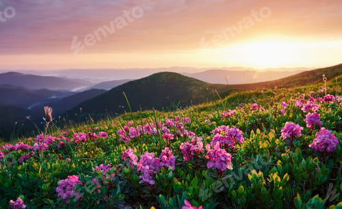 Preview: Valleys during sunset. Majestic Carpathian mountains. Beautiful landscape. Breathtaking view