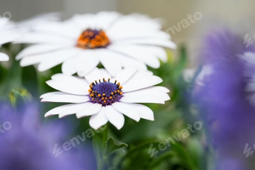 Preview: Closeup shot of African daisy flowers in the garden