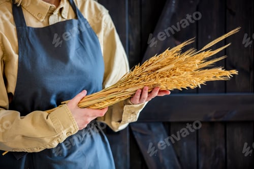 Preview: female in apron holds wheat spikelets