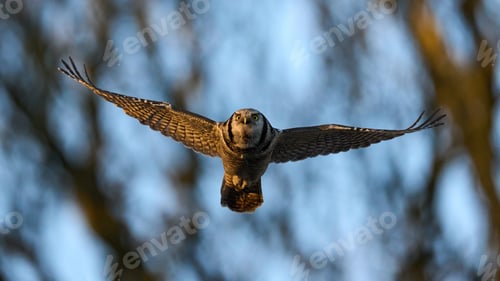 Preview: Northern hawk owl (Surnia ulula)