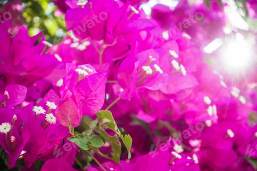 Preview: Purple colored blooming Bougainvillea flowers.