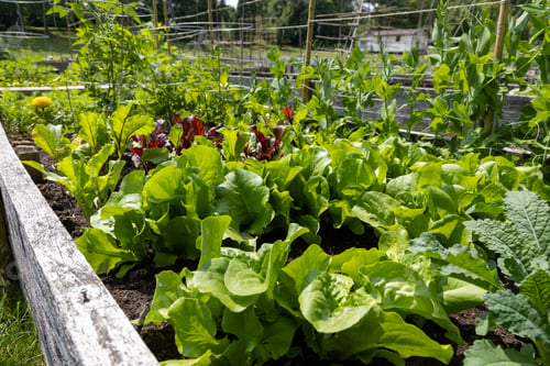 Preview: Mixed vegetables and lettuce growing in wooden raised bed in community garden