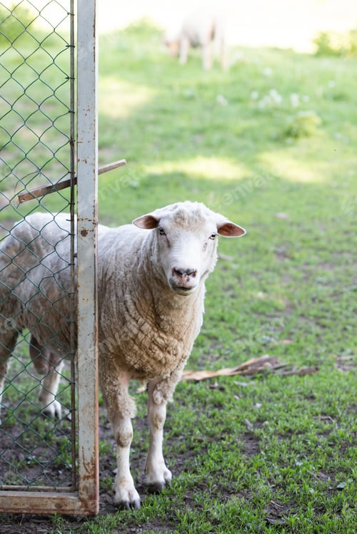 Preview: A cute sheep in green grass. Easter concept.
