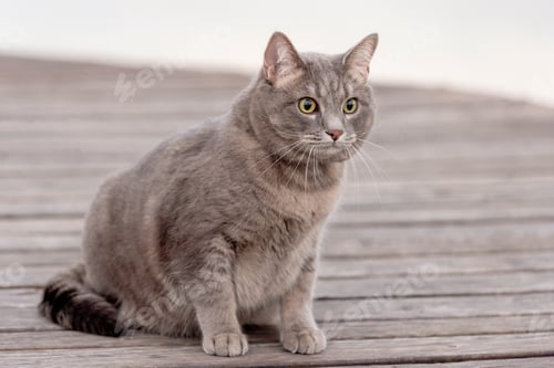 Preview: Gray Cat Sitting on Wooden Boardwalk OutdoorsGray Cat Sitting on Wooden Boardwalk Outdoors