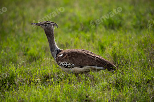 Preview: Kori Bustard (Ardeotis kori) at El Karama Ranch, Laikipia County, Kenya