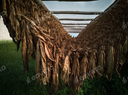 Preview: Traditional drying process of organic tobacco leaves for later elaboration