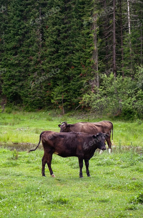 Preview: Cows herd grazing in meadow by stream.
