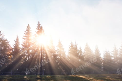 Preview: Beautiful morning fog and sunbeams in the autumn pine forest