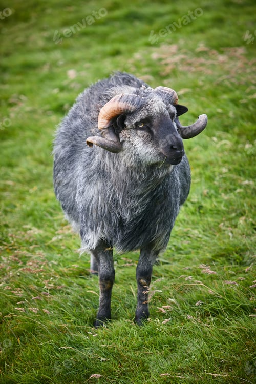 Preview: Lamb grazing in the countryside on Faroe islands. Denmark