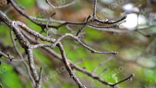 Preview: Swinging tree branch in the forest. Stock footage. Beautiful wildlife in the forest