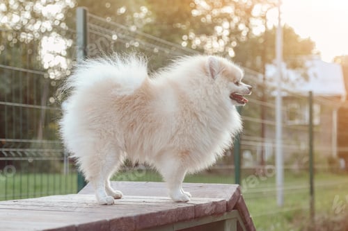 Preview: Portrait of fluffy puppy of Small German Pomeranian on dog playground