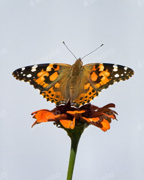 Preview: Butterfly on Orange Flower