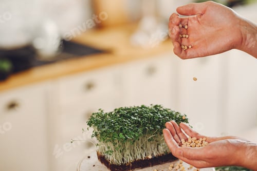 Preview: Heap of beet micro greens on table background