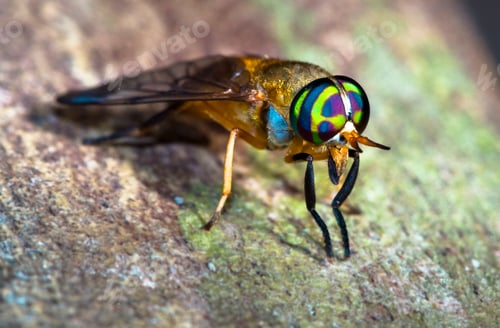 Preview: Doctor Fly Up Close in Belize