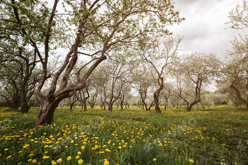 Preview: flowering apple trees among a field of dandelions.
