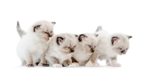 Preview: Ragdoll kittens isolated on white background