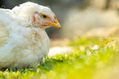 Preview: Hen feed on traditional rural barnyard. Close up of white chicken sitting on barn yard