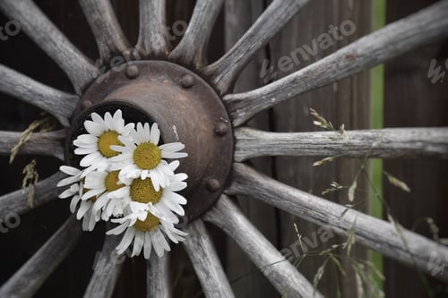Preview: Daisies inside old antique wagon wheel in a garden