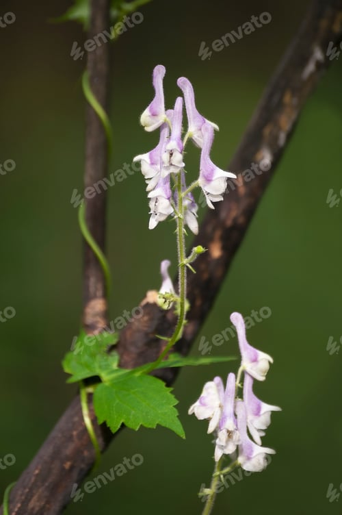 Preview: White Monkshood (Aconitum Alboviolaceum).