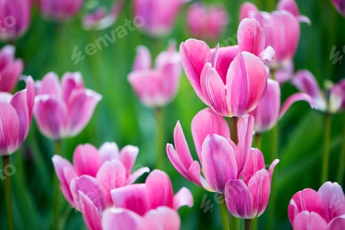 Preview: tulips