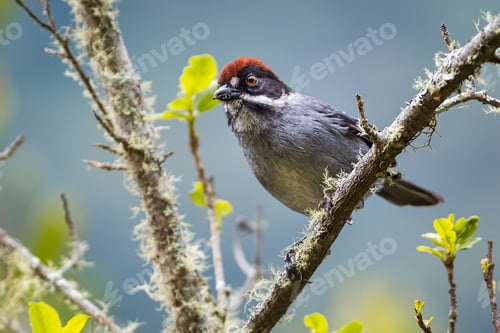 Preview: Slaty-Brush Finch / Atlapetes schistaceus, Bird looking curiously with an insect in its beak