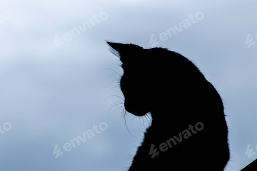 Vista previa: Cat silhouette shape, sit and looking back close up image against gloomy dark skies.