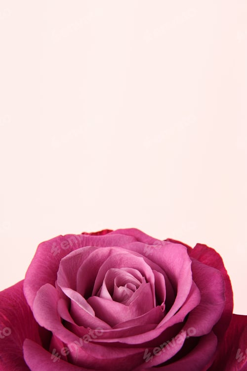 Preview: Pink rose on a light pink background. Vertical banner for the holiday. Postcard for Mother's Day.