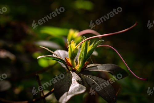 Preview: Vibrant flower with lush green foliage and leaves in a natural outdoor setting