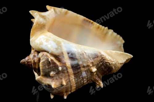 Preview: Melongena bispinosa Seashell on a black background
