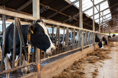 Preview: Closeup of Dutch cows in a stable on a sunny day