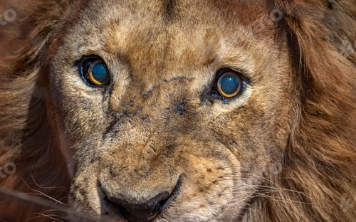 Preview: Lion's Intense Gaze Close-Up